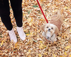 fluffy small dog in leaves