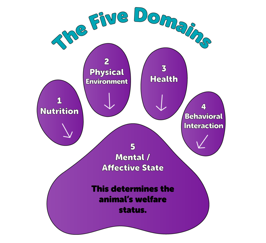 five domains paw print graphic