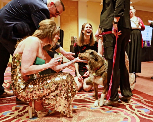 Celebrating Compassion: Highlights from HSU’s 2023 Wags to Wishes Gala