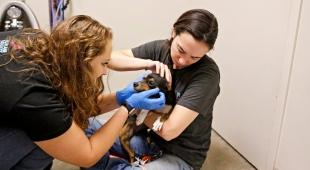 Two women examine a black and tan dog.