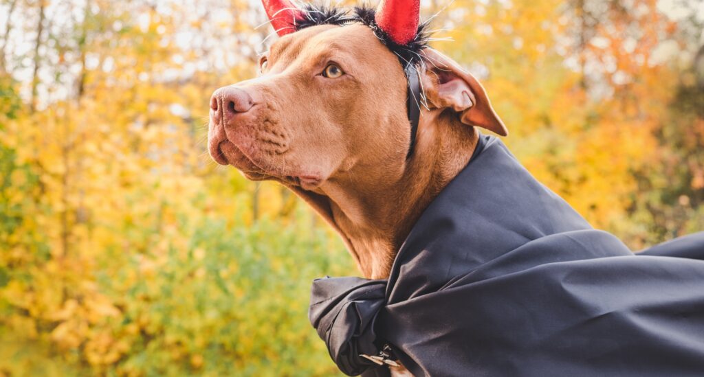 A red dog with a large head wears devil horns and a black cape, standing against fall-colored trees.