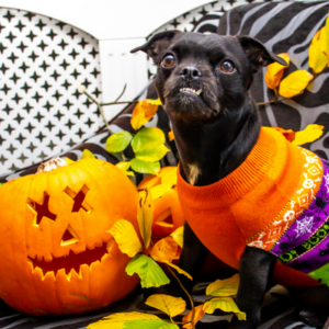 A small black dog with a snaggle tooth sits next to a jack o lantern wearing a halloween sweater.