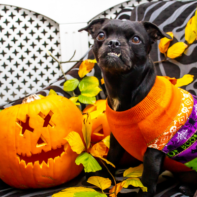 A small black dog with a snaggle tooth sits next to a jack o lantern wearing a halloween sweater. 