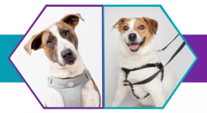 two images of dogs in harnesses side by side.