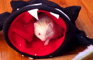 Stanley the one-eyed hedgehog peers out of his red and black fleece tunnel.