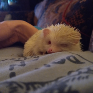 Stanley the one-eyed hedgehog rests next to his human.