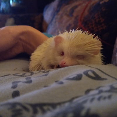Stanley the one-eyed hedgehog rests next to his human. 