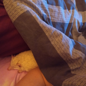 Stanley the one-eyed hedgehog sleeps on bed tucked under a blanket next to his new owner.