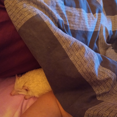 Stanley the one-eyed hedgehog sleeps on bed tucked under a blanket next to his new owner. 