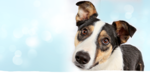 cute tricolor herding dog with ears that stand up and a slight head tilt with bokeh background