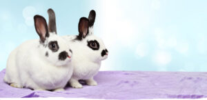 Hero pair of bunnies