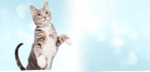 shelter cat HERO