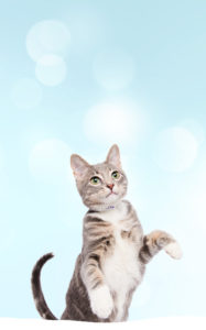Mobile Shelter Cat HERO