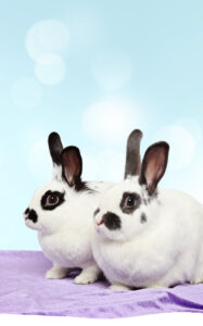 pair of bunnies
