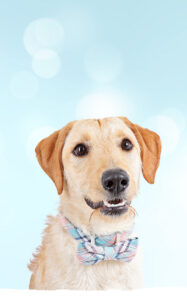 happy blonde dog with a bowtie