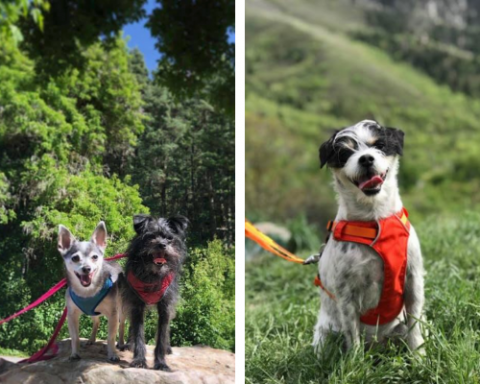 hiking with dogs