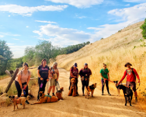 hiking hounds