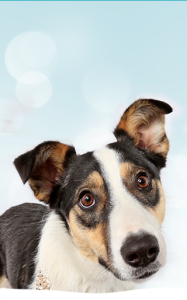 tricolor herding dog header