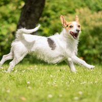 Small white scruffy dogs runs across grass on a bright sunny day with tongue out panting and tail wagging.