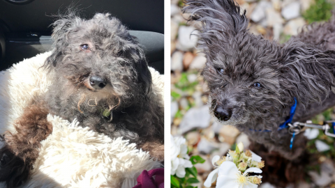 A Senior Dog’s Pawsome Glow-Up: Jagger’s Story