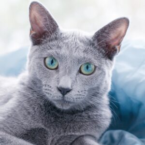 Blue cat with green eyes sits on a blue blanket looking at camera.