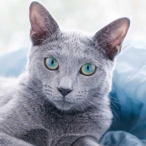 Blue cat with green eyes sits on a blue blanket looking at camera. 