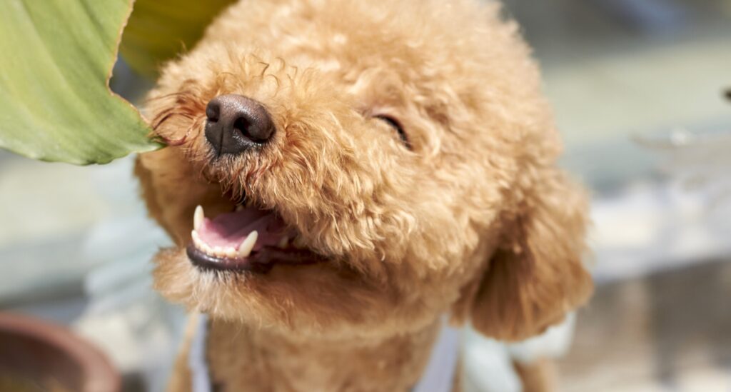 Red doodle dog looks up at camera with open smiling mouth.