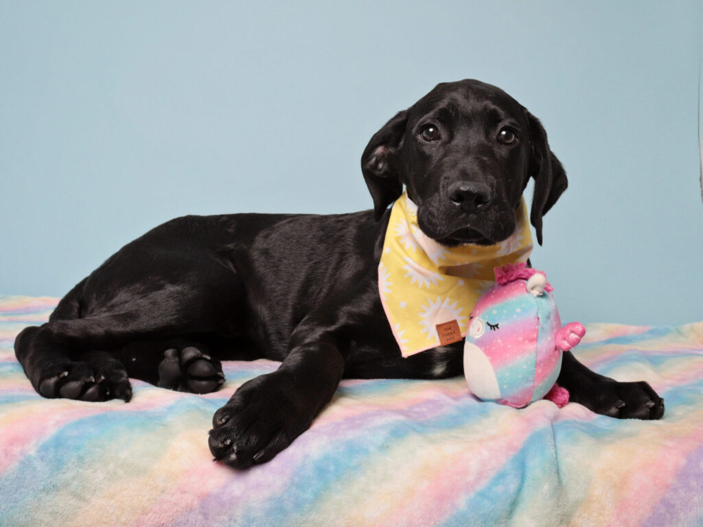 puppy in pastel