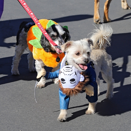 Two dogs go on a spooky walk to prep for Halloween safety tips for pets. 