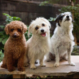 Three small dogs sitting on a bench. Including a red poodle, a cream doodle dog, and white and black mutt.
