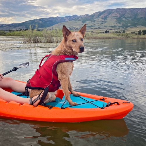 Red heeler rides stand up paddle board (SUP) in Utah reservoir.  