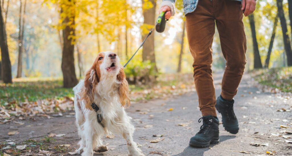 Tan and white leash reactive dog pulls on leash while barking on a tree lined walkway.