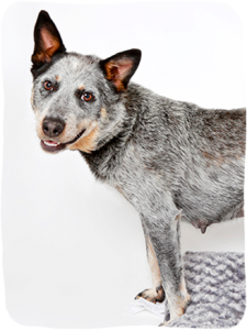 smiling mother heeler dog