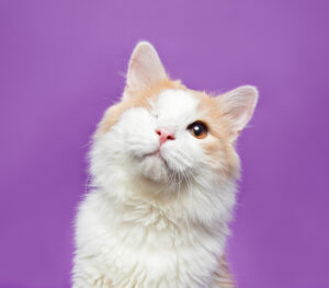 white and orange cat with one eye