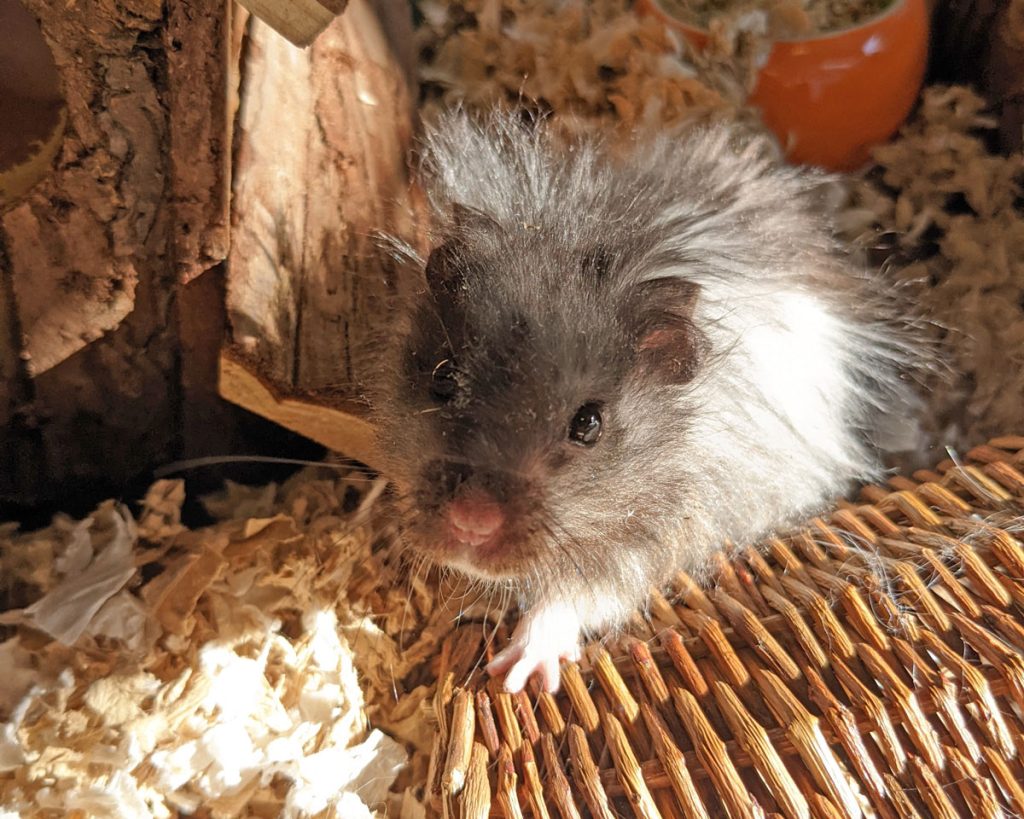 a hamster named macbeth
