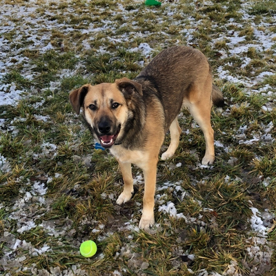 Fearful dog Maverick plays fetch with a tennis ball. 