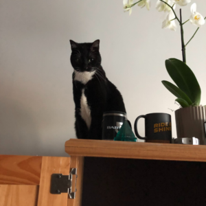 Black cat and white cat sits on top of cabinet next to white orchid plant.