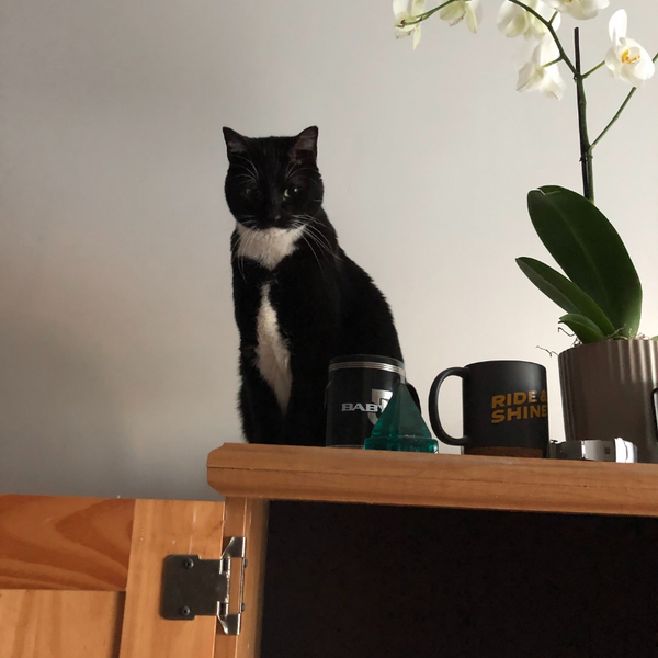 Mitts a black cat and white cat sits on top of cabinet next to white orchid plant.