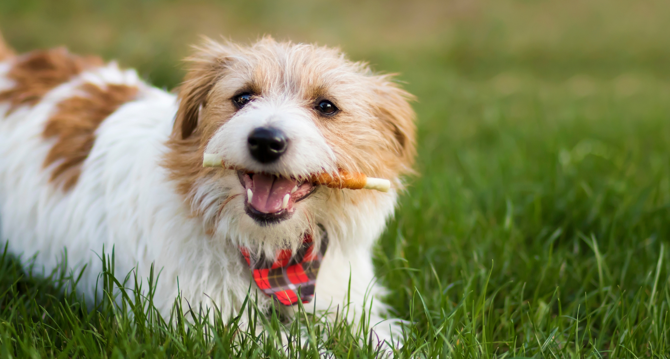 Smile Bright: Celebrating Pet Dental Awareness Month