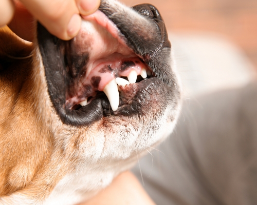 A close up photo of human fingers picking up a dog lip to show pet dental health. 