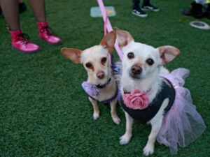 bark at the moon event photo