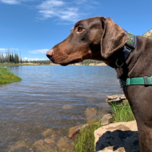 Red and tan Doberman dog in a green harness overlooks a mountain lake on a hike.