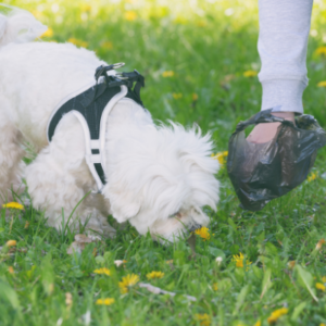 Small white fluffy dog sniff poop while owner's arm picks up poop with black poop bag.