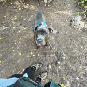 POV photo a teal fanny pack, black leggings and brown hiking boots appear next to a blue bully breed type dog looking up at owner on dirt trail.