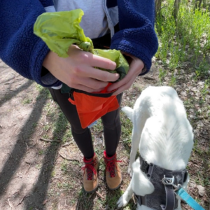 Woman on hiking trail with white dog at her feet places a dog poop bag in smell proof bag.