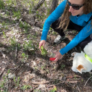 Women in blue jacket crouches down on trail to pick up dog poop back and places in plastic container.