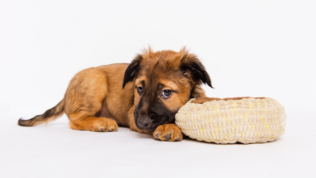 Tan puppy with black muzzle and ears laying on white backdrop with head on tan and yellow pillow. 
