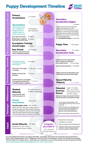 puppy development timeline guide infographic 