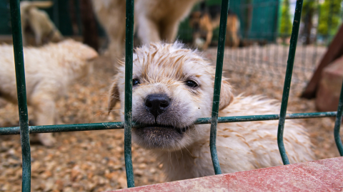 caged puppy mill dog