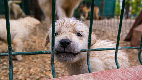 On Puppy Mill Awareness Day (and Everyday), Remember to Adopt, not Shop